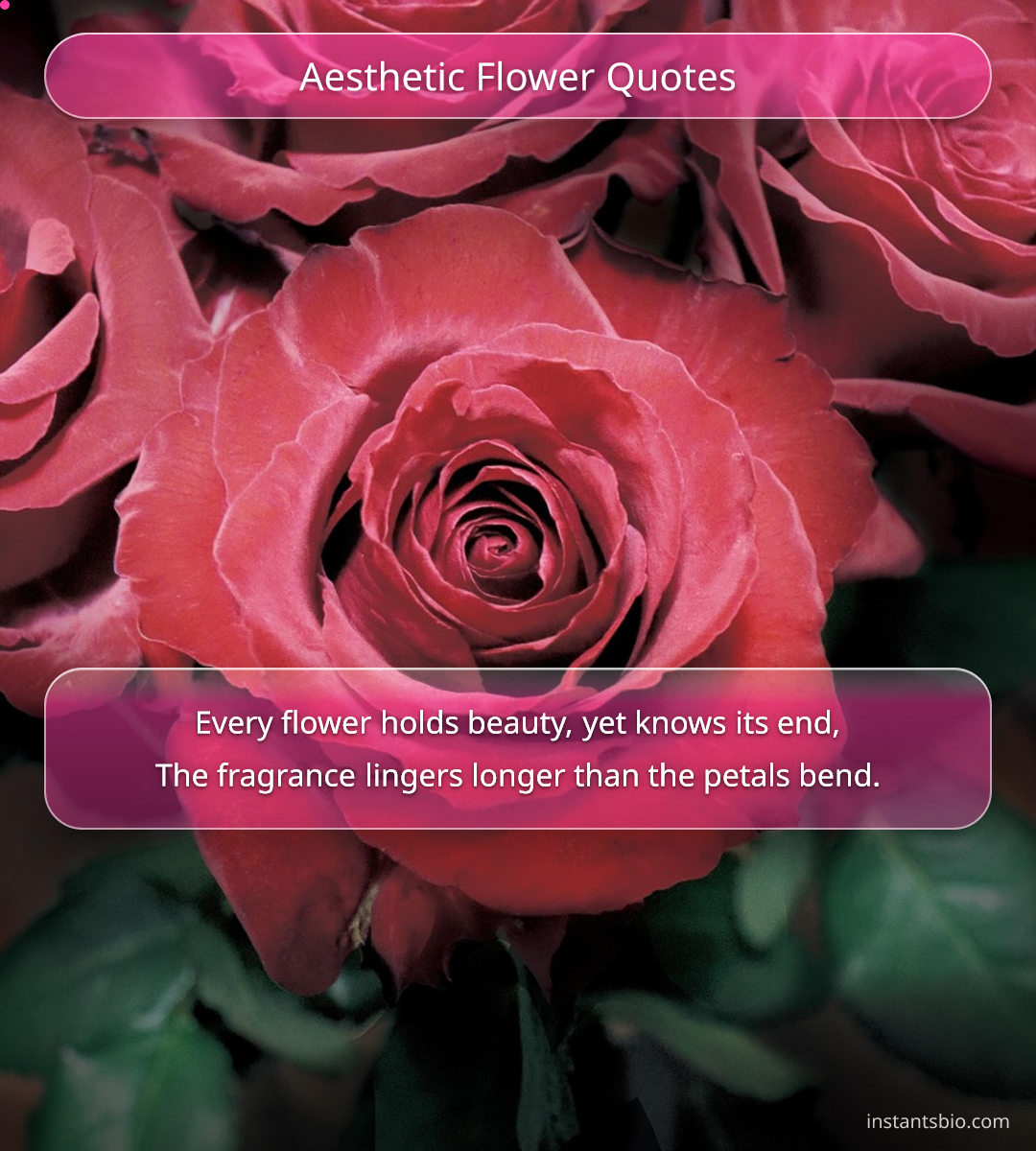 Aesthetic Flower Quotes - aesthetic quotes