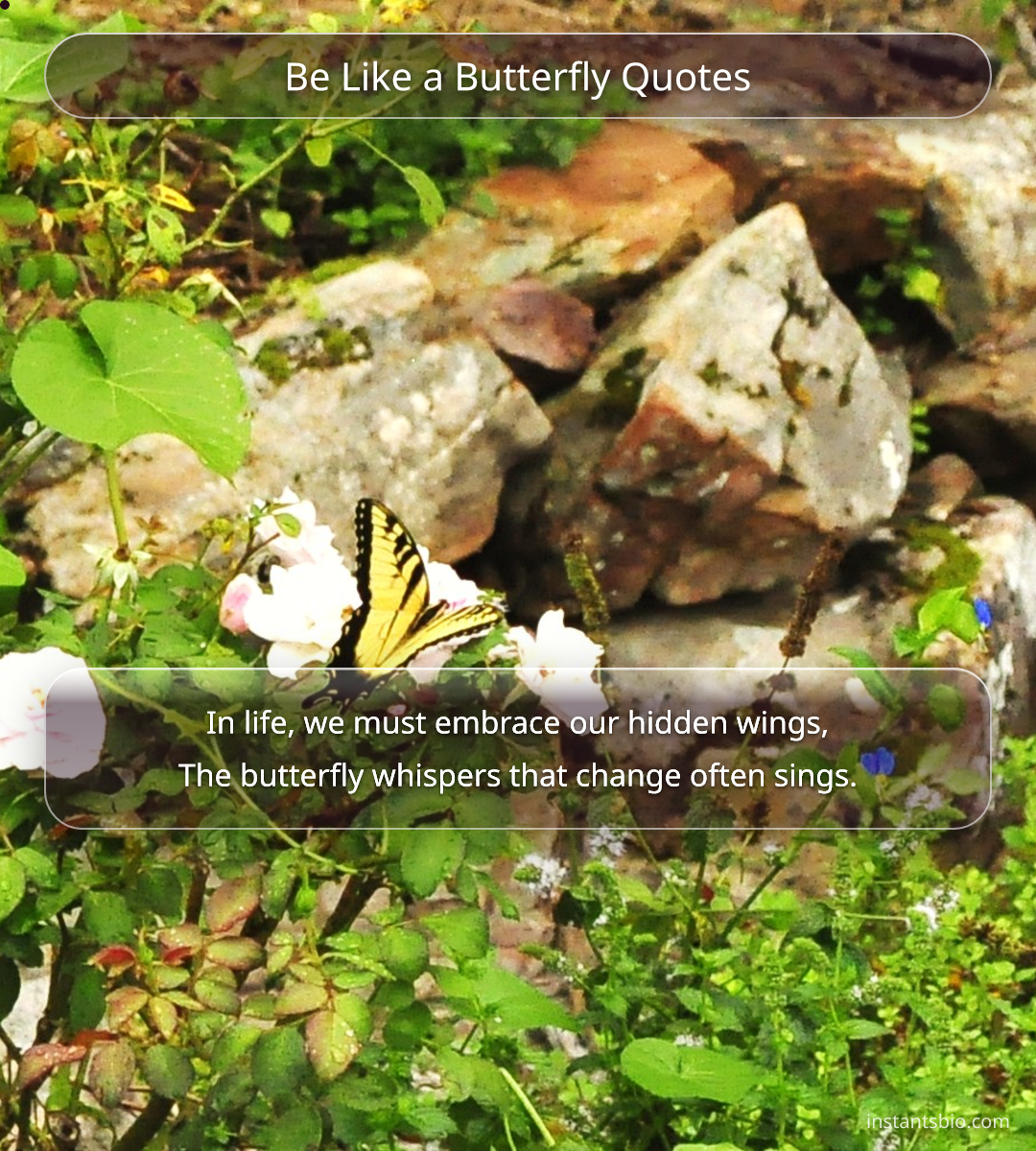 Be Like a Butterfly Quotes