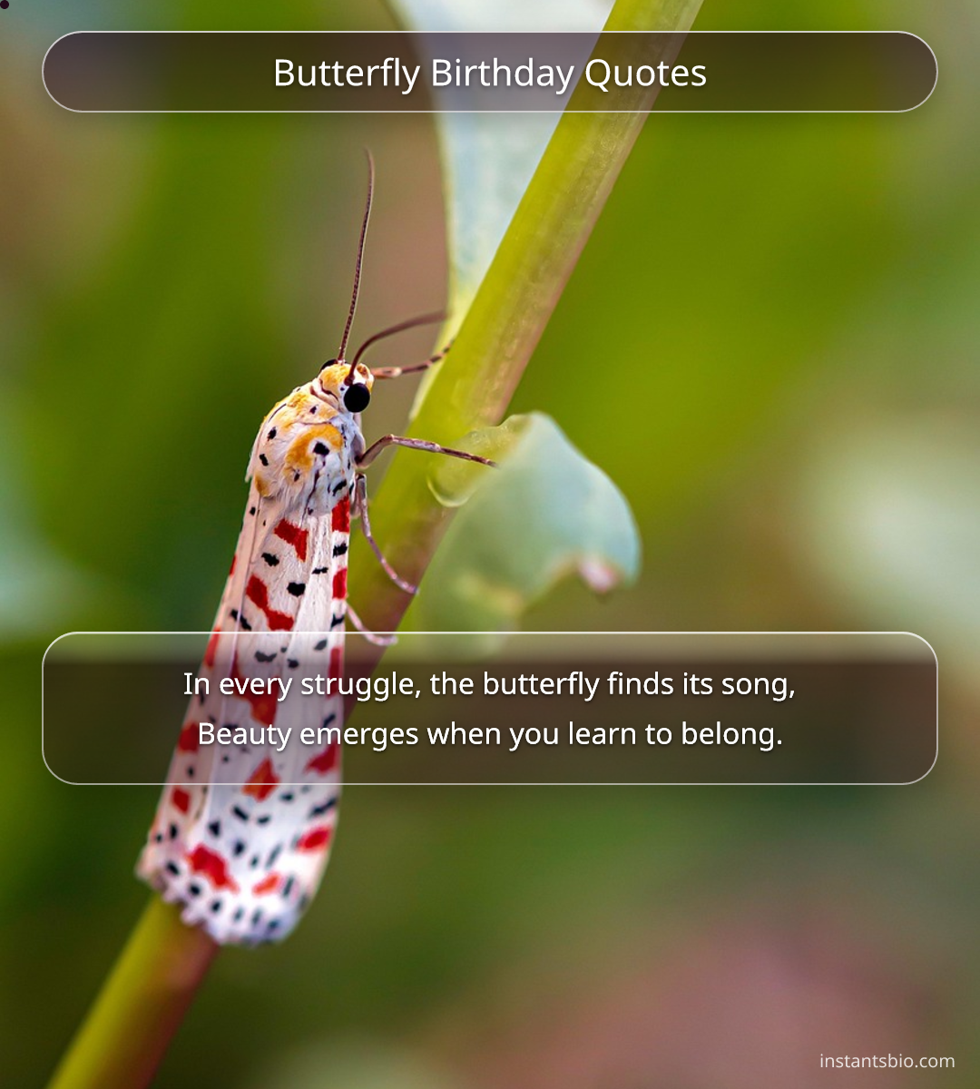 Butterfly Birthday Quotes - butterfly quotes