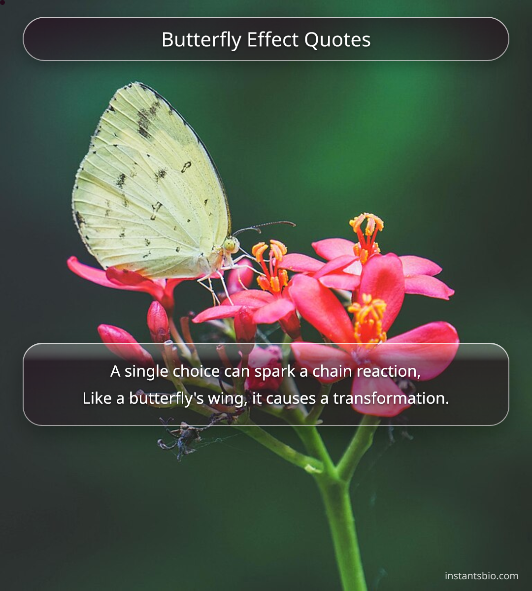 Butterfly Effect Quotes - butterfly quotes