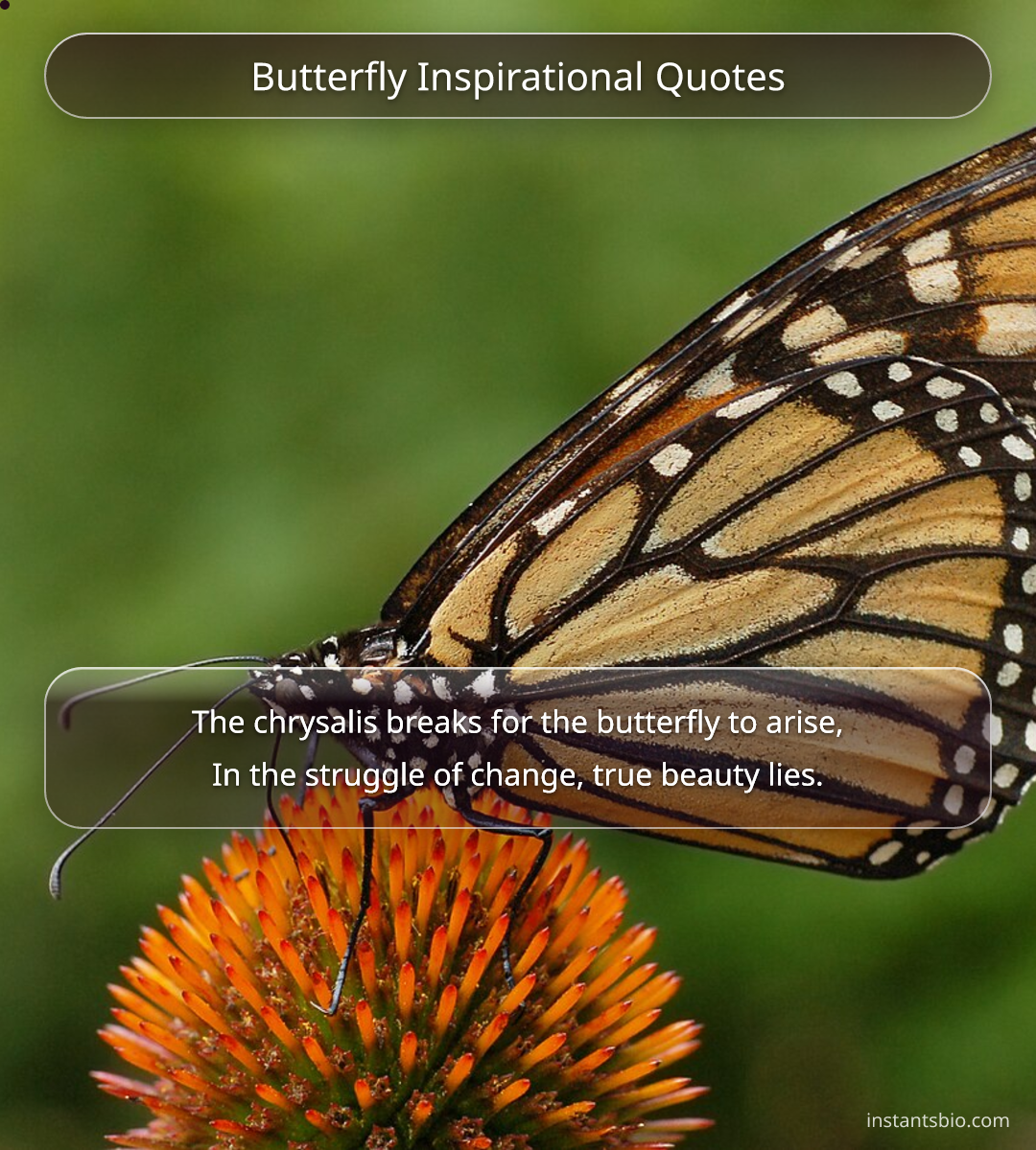 Butterfly Inspirational Quotes - butterfly quotes