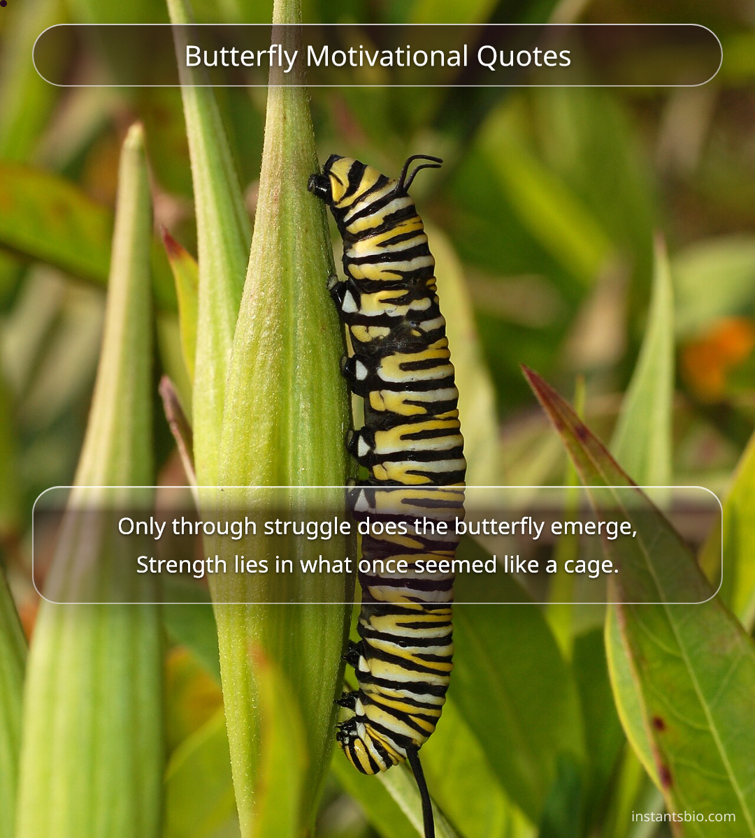 Butterfly Motivational Quotes - butterfly quotes