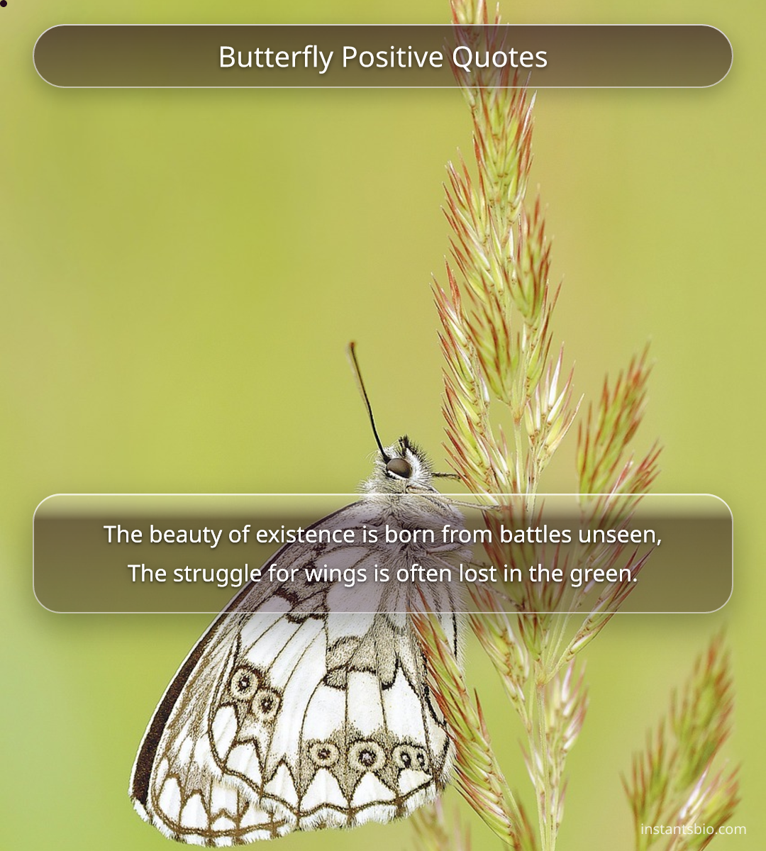 Butterfly Positive Quotes - butterfly quotes