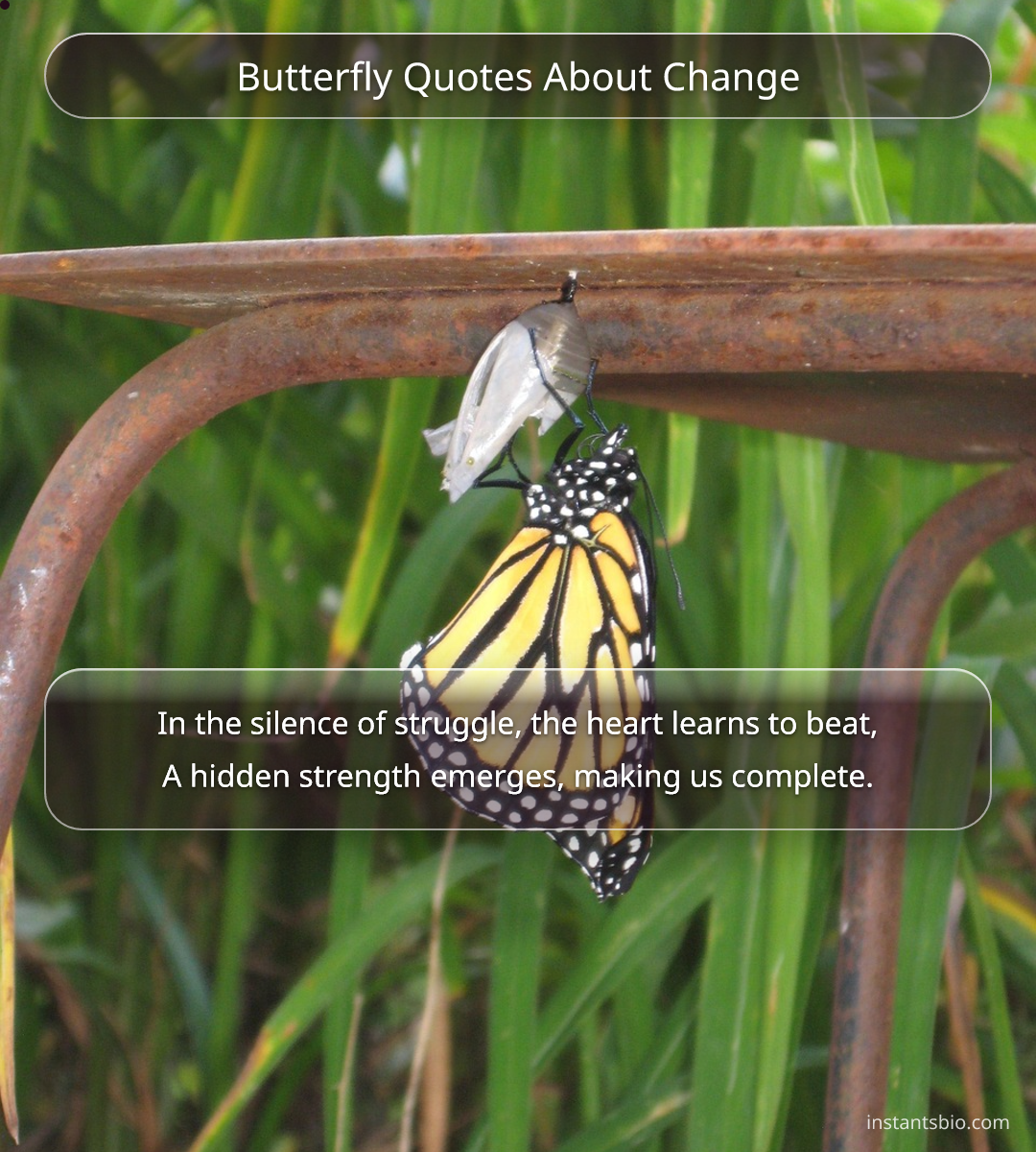 Butterfly Quotes About Change