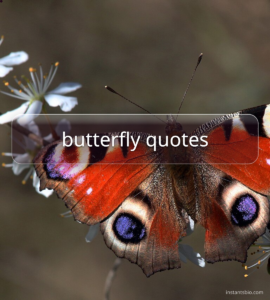 butterfly quotes