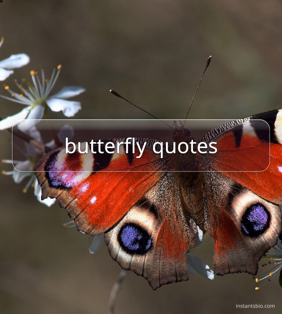 butterfly quotes