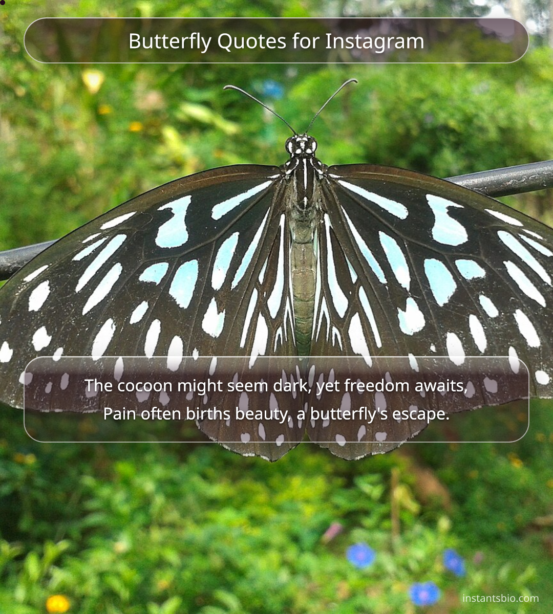 Butterfly Quotes for Instagram