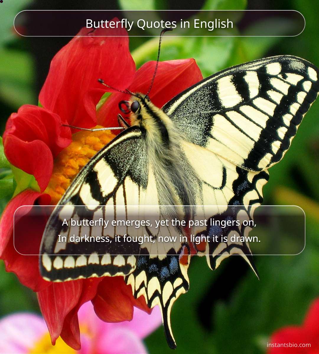 Butterfly Quotes in English
