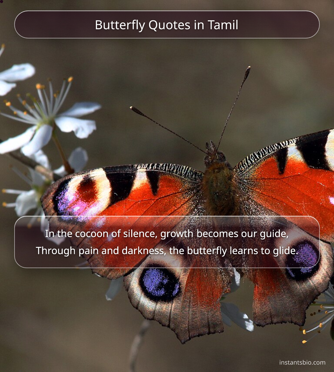 Butterfly Quotes in Tamil