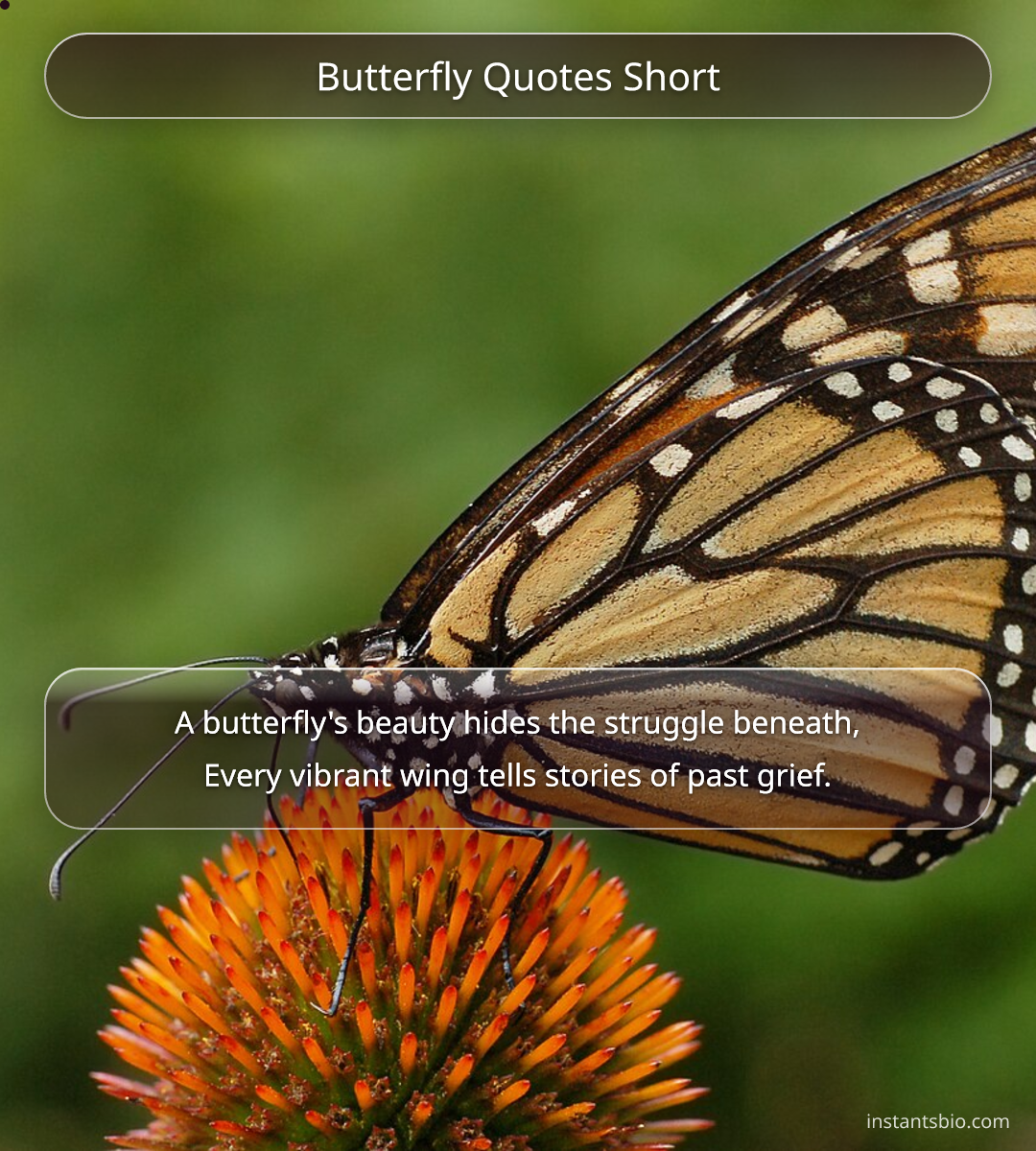 Butterfly Quotes Short