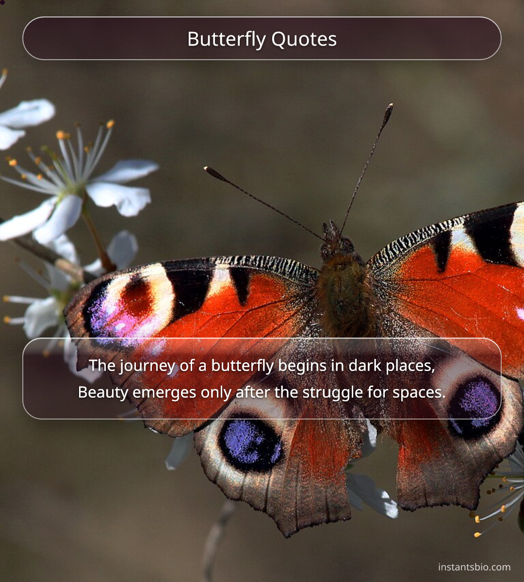 Butterfly Quotes