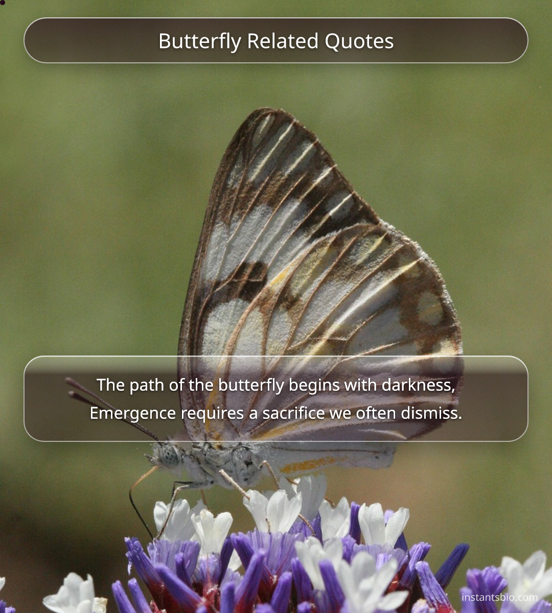 Butterfly Related Quotes - butterfly quotes
