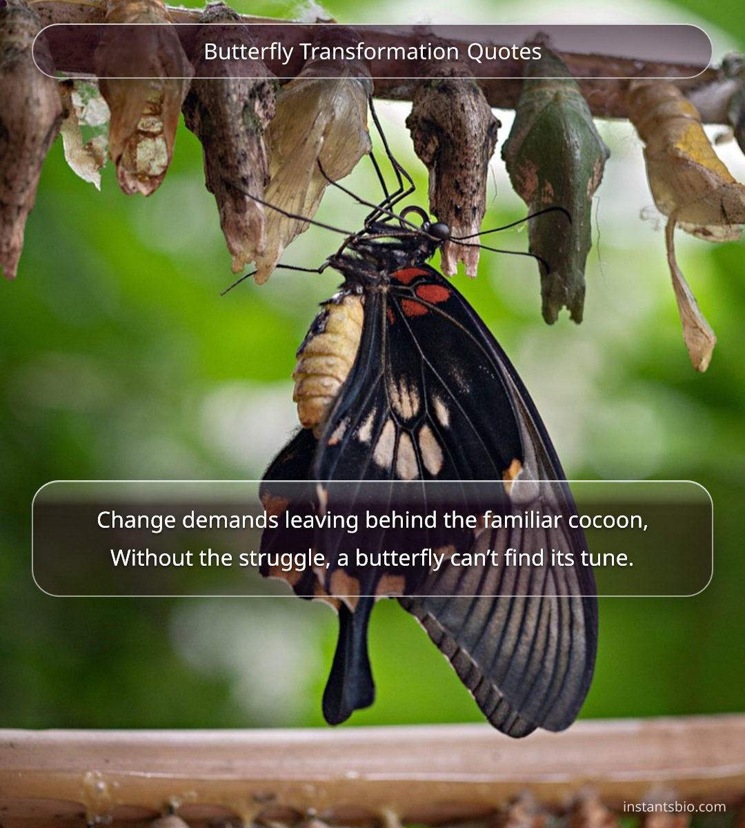 Butterfly Transformation Quotes - butterfly quotes