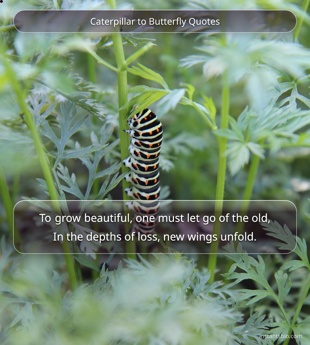 Caterpillar to Butterfly Quotes