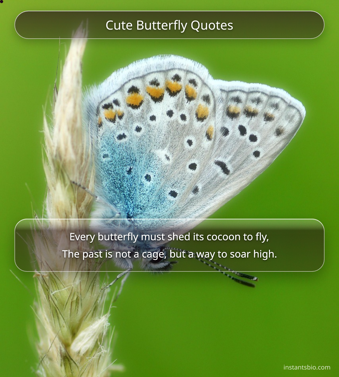 Cute Butterfly Quotes
