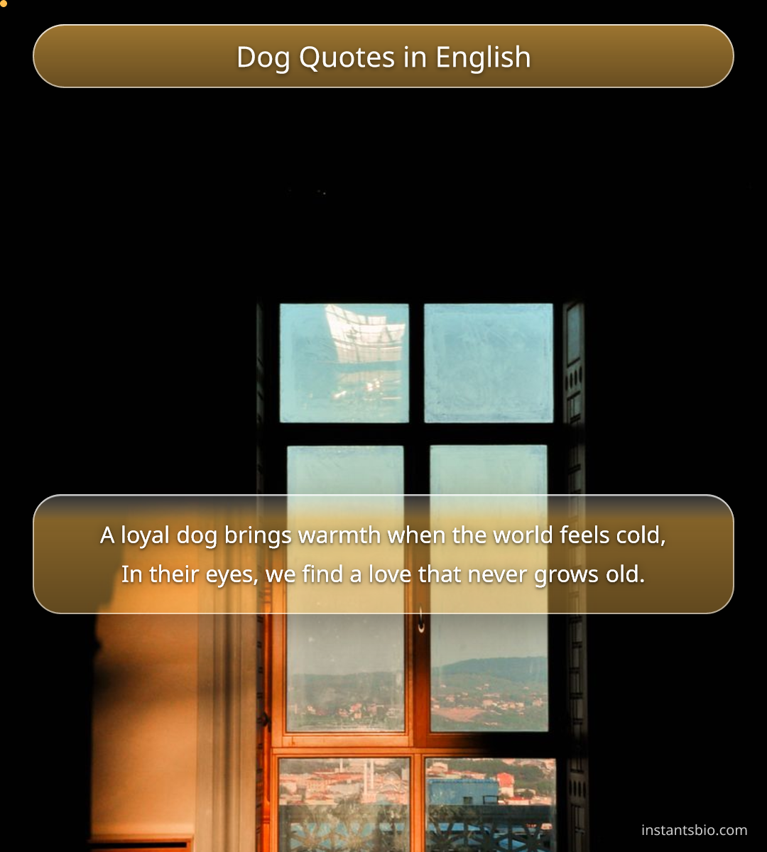 Dog Quotes in English