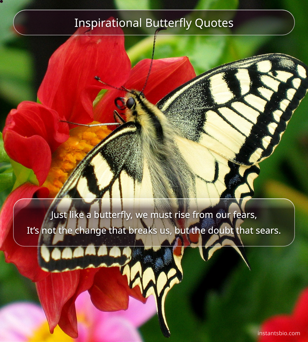 Inspirational Butterfly Quotes