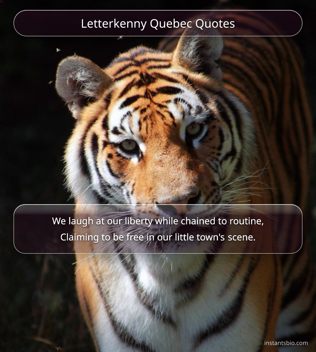 Letterkenny Quebec Quotes - letterkenny quotes
