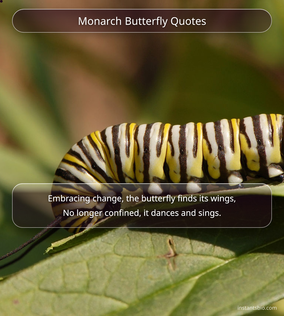 Monarch Butterfly Quotes