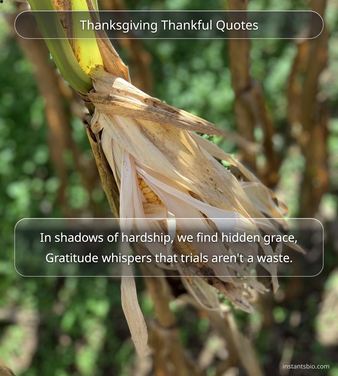 Thanksgiving Thankful Quotes - thanksgiving quotes