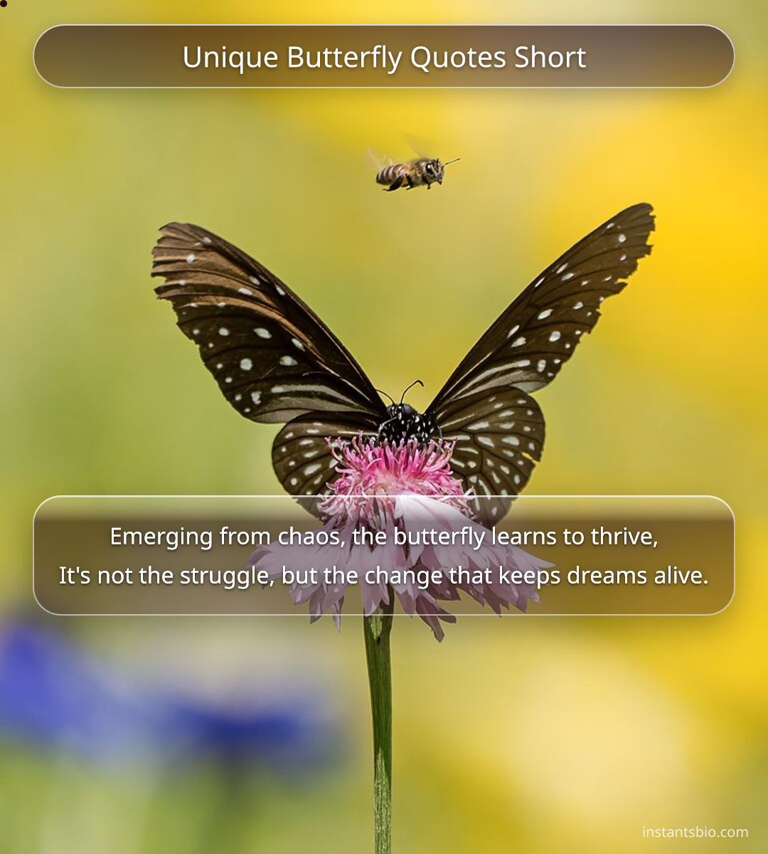 Unique Butterfly Quotes Short