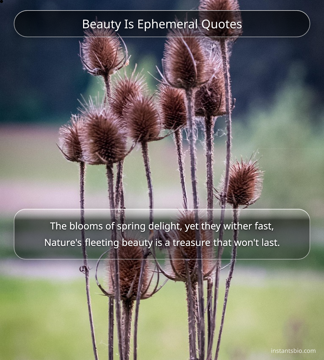 Beauty Is Ephemeral Quotes - Ephemerality quotes