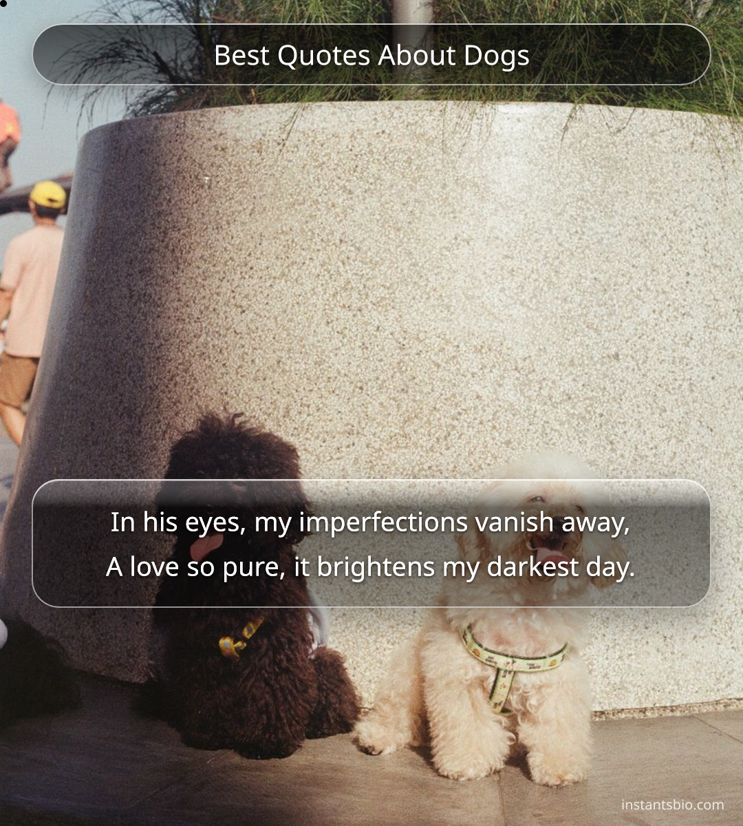 Best Quotes About Dogs