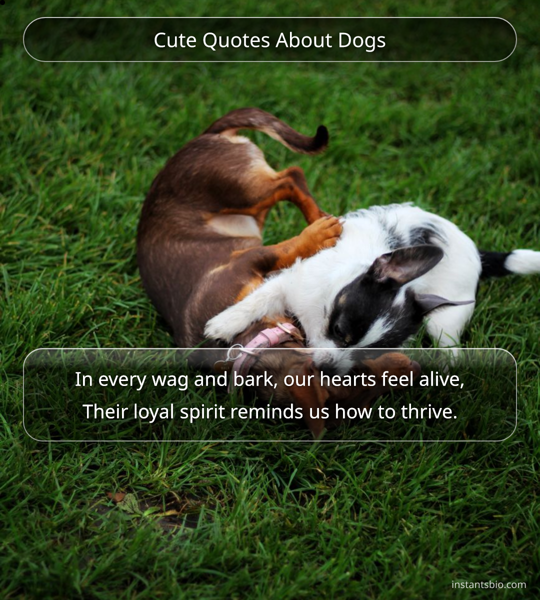 Cute Quotes About Dogs