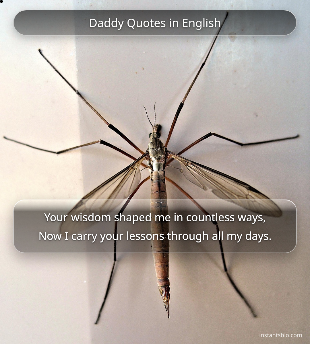 Daddy Quotes in English - dad quotes