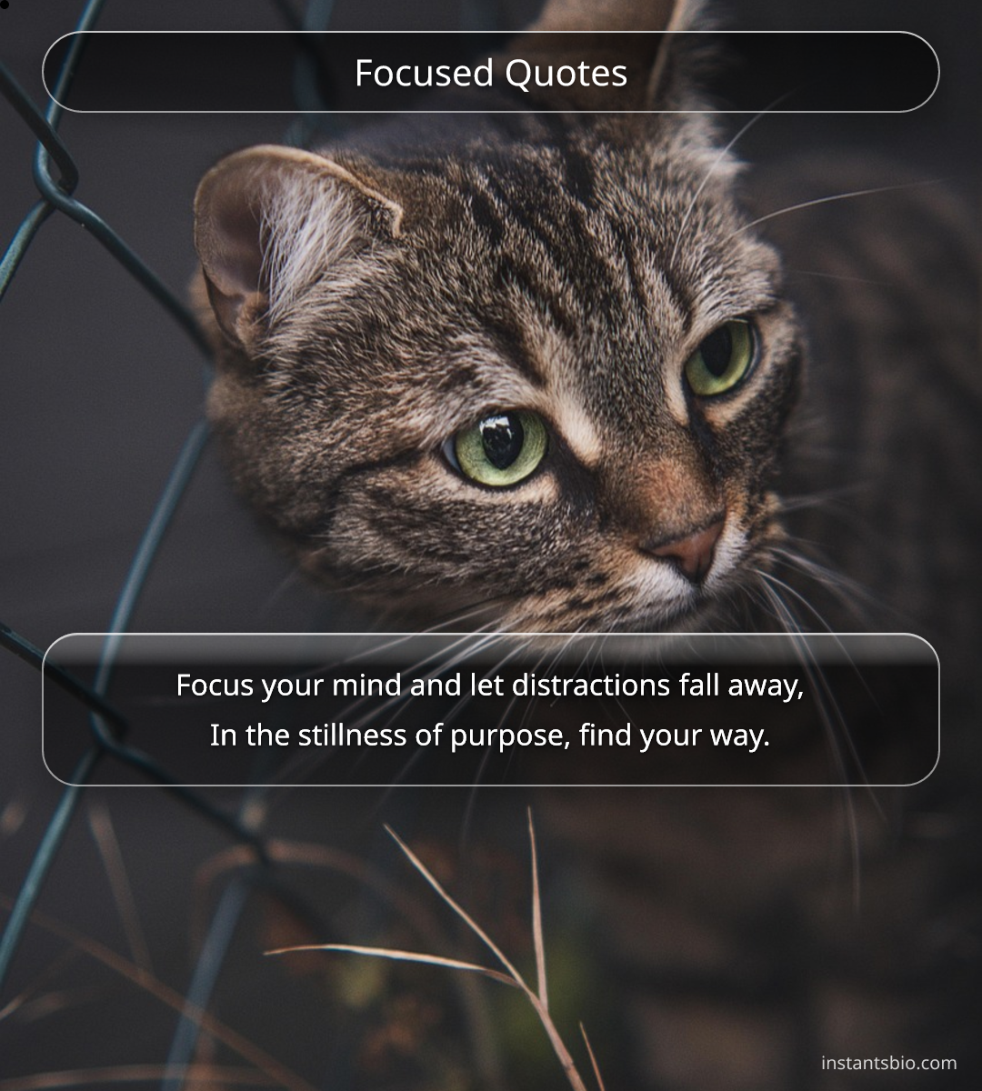 Focused Quotes - focus quotes