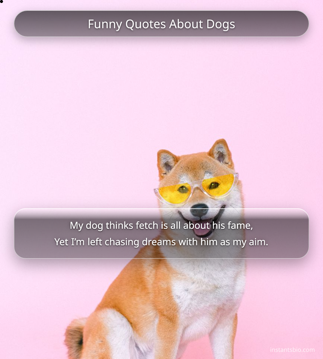 Funny Quotes About Dogs