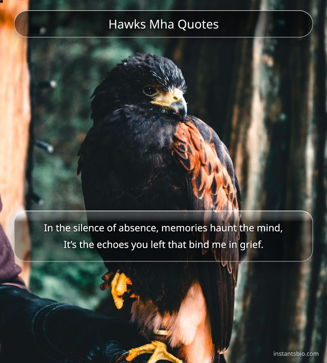 Hawks Mha Quotes