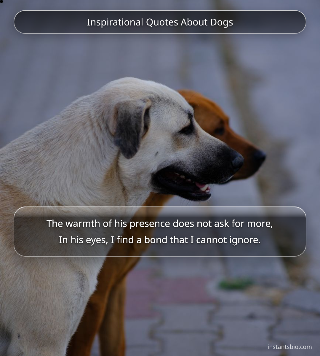Inspirational Quotes About Dogs