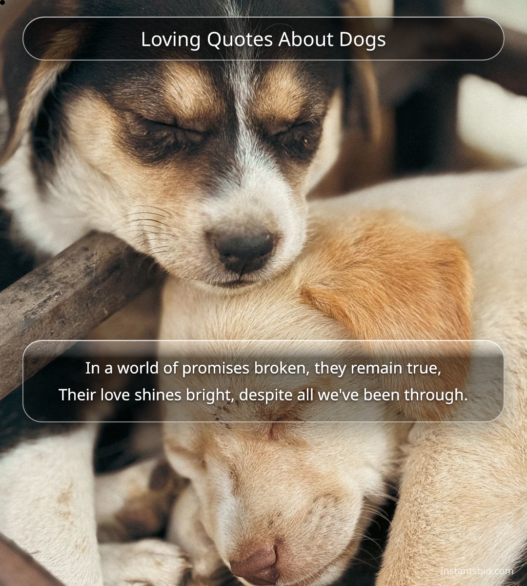 Loving Quotes About Dogs