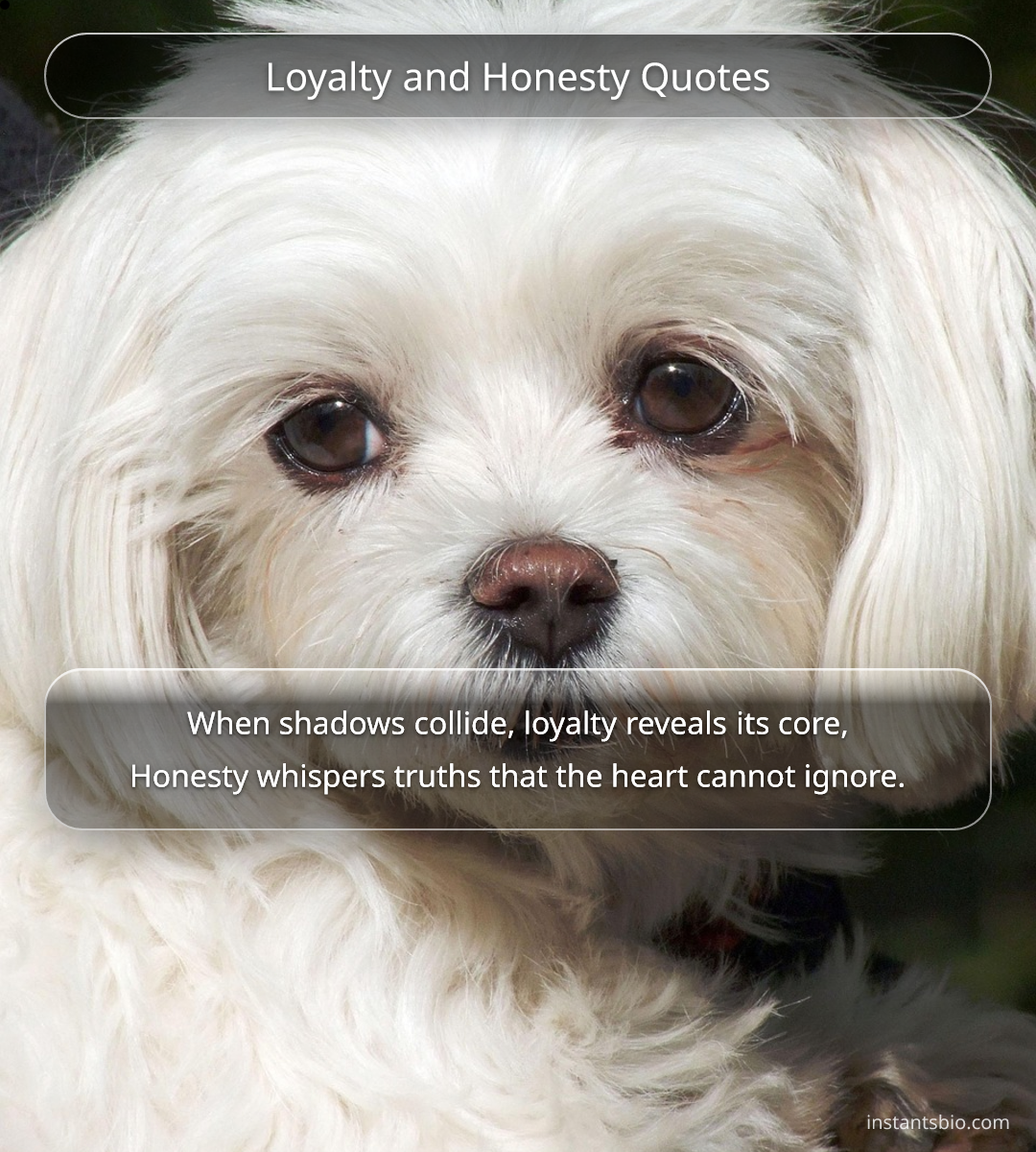 Loyalty and Honesty Quotes