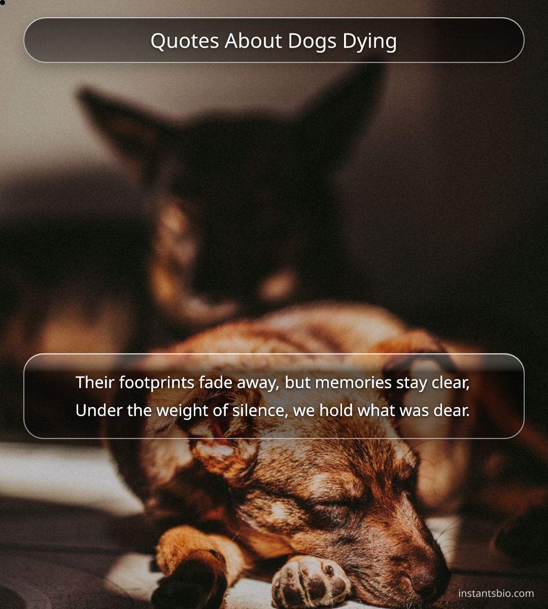 Quotes About Dogs Dying