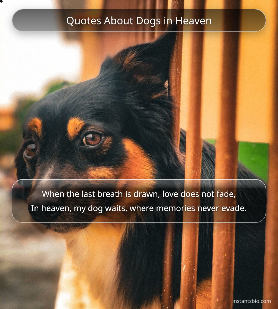 Quotes About Dogs in Heaven