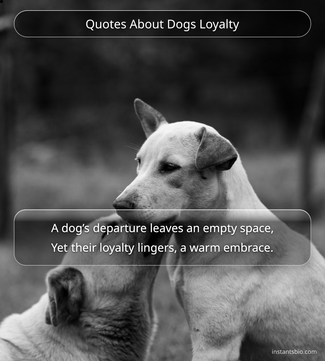 Quotes About Dogs Loyalty