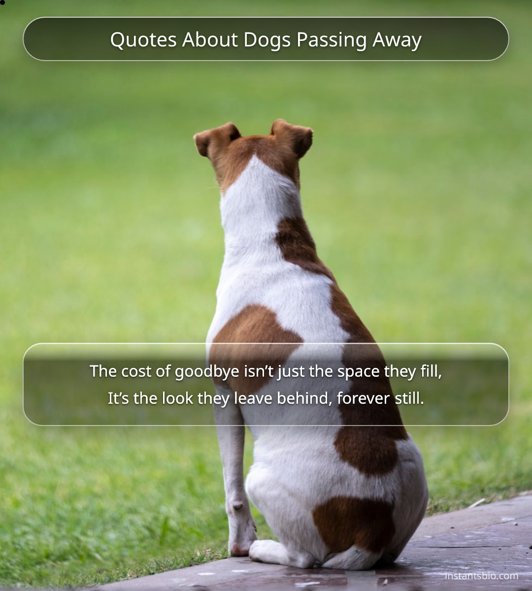 Quotes About Dogs Passing Away