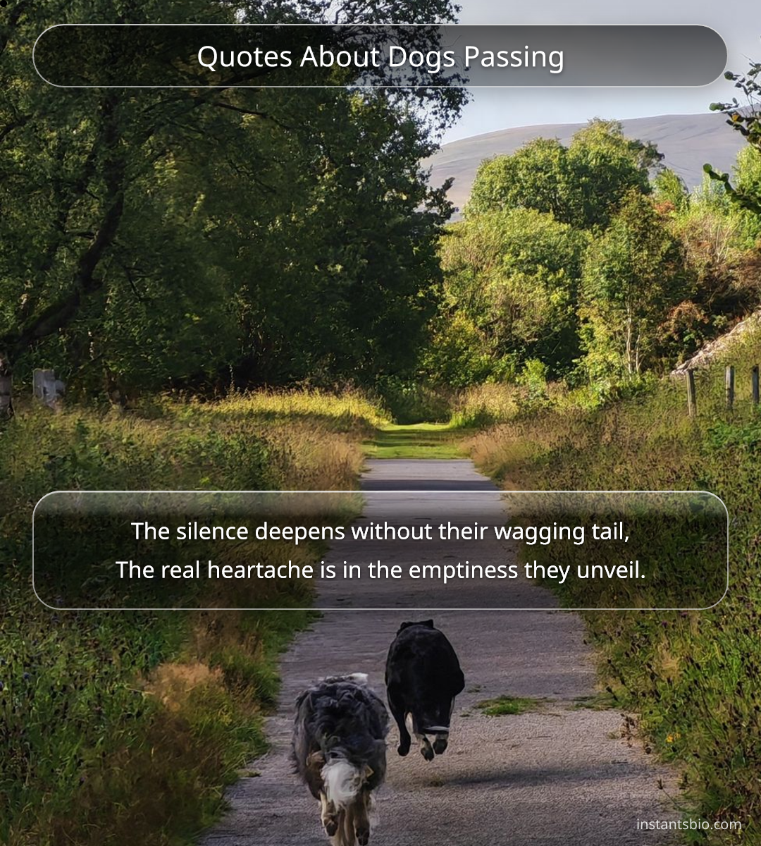 Quotes About Dogs Passing