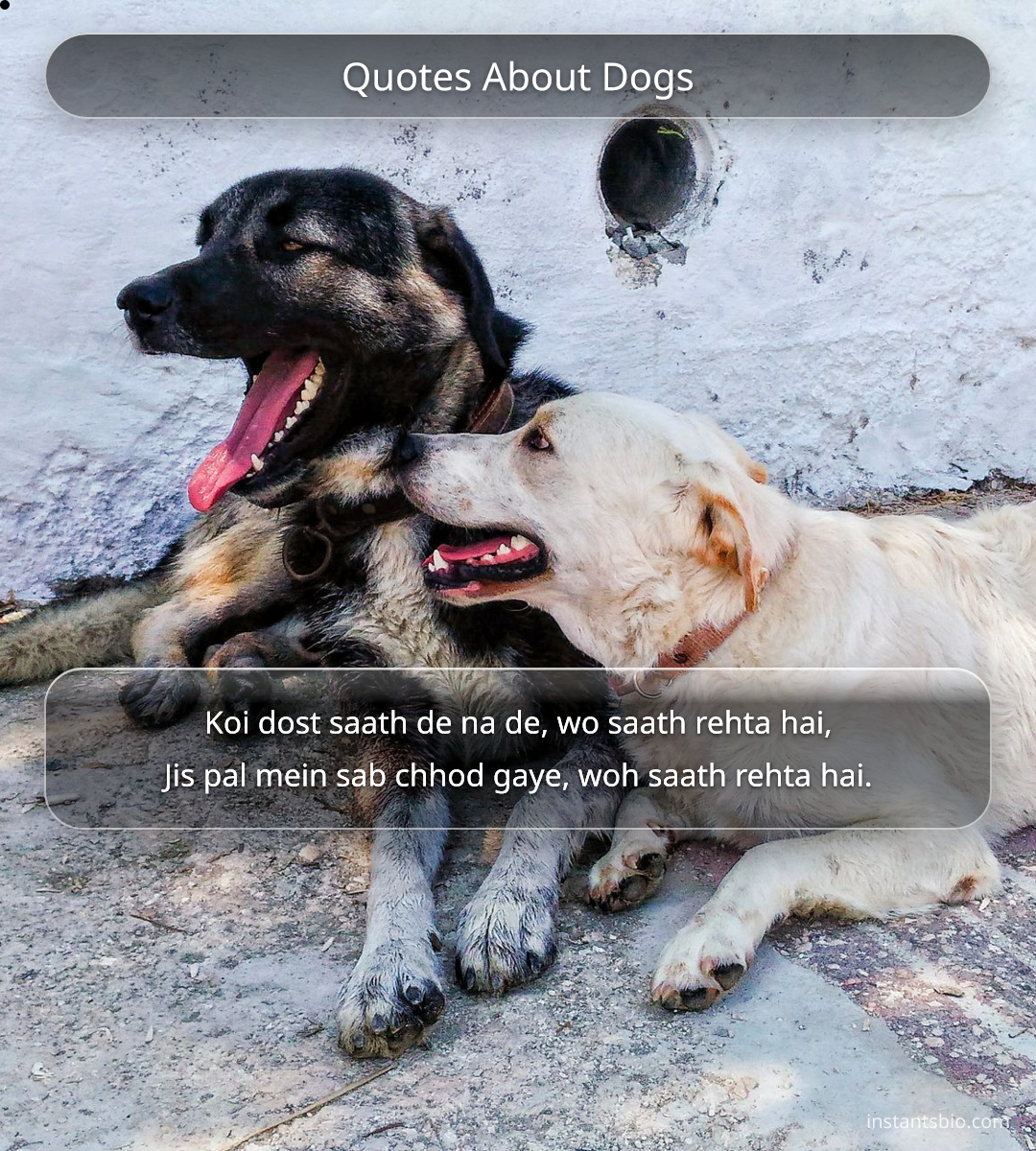 Quotes About Dogs