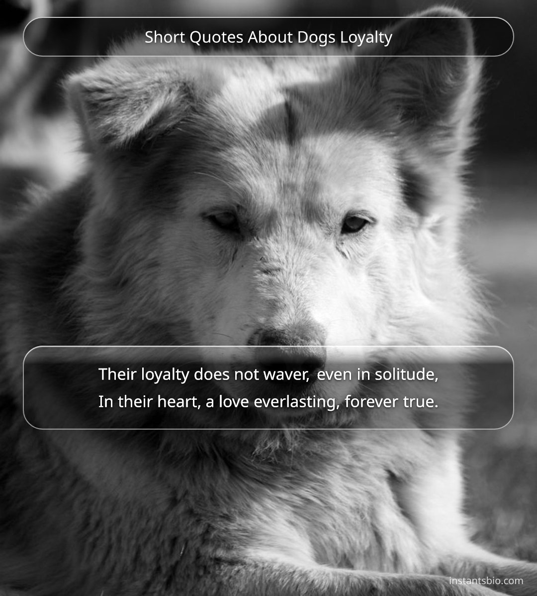 Short Quotes About Dogs Loyalty