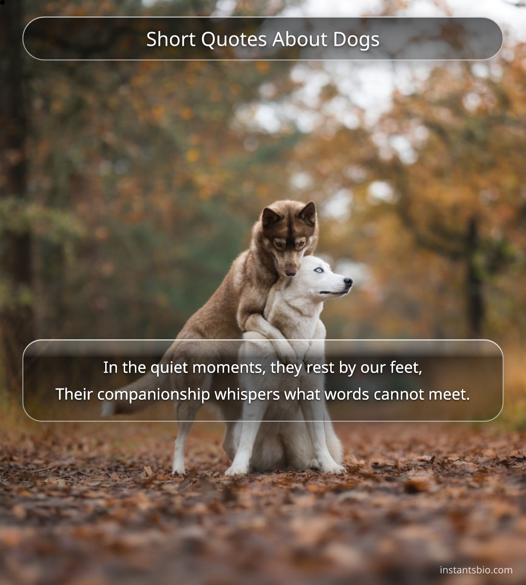 Short Quotes About Dogs