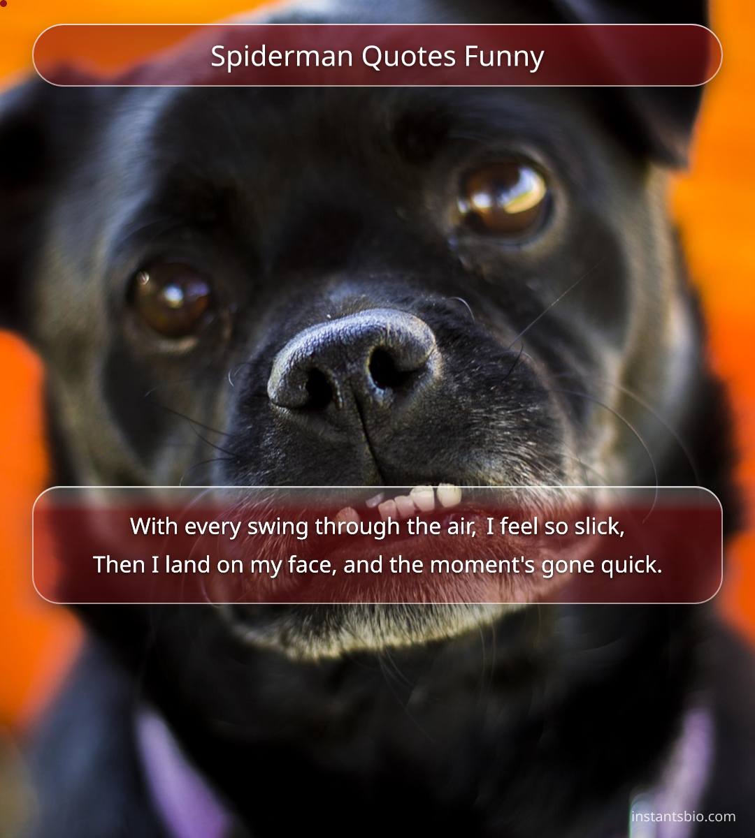 Spiderman Quotes Funny