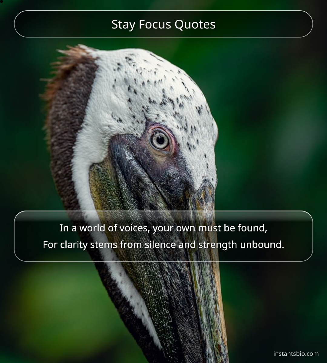 Stay Focus Quotes